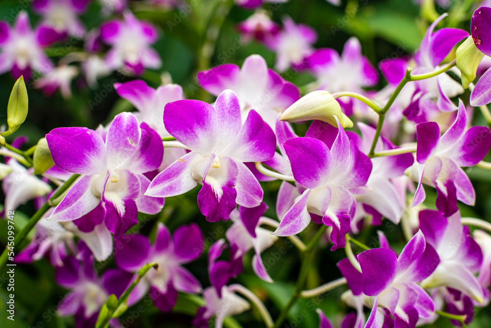 Beautiful purple white orchids, Dendrobium, in full bloom Beautiful purple white orchids, Dendrobium, in full bloom