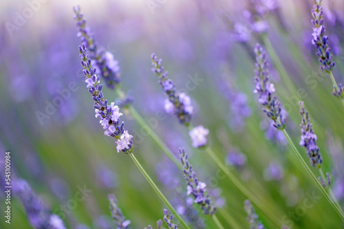 Background with nlooming lavender flowers