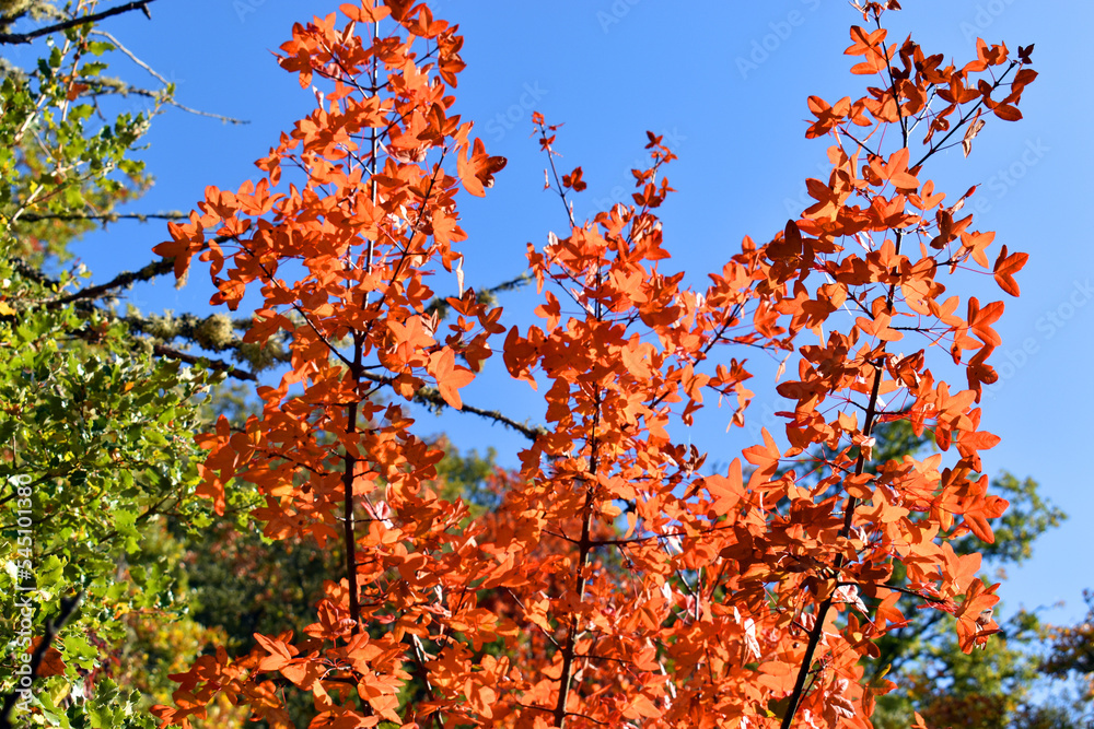 Autumn colored leaves of the Montpellier maple (Acer monspessulanum) Autumn colored leaves of the Montpellier maple (Acer monspessulanum)