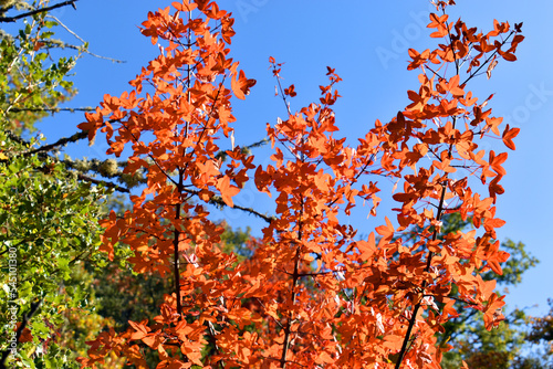 Autumn colored leaves of the Montpellier maple (Acer monspessulanum) photo