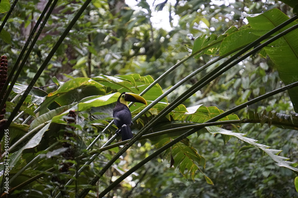 Beautiful and elusive toucan in the wild in Costa Rica Beautiful and elusive toucan in the wild in Costa Rica