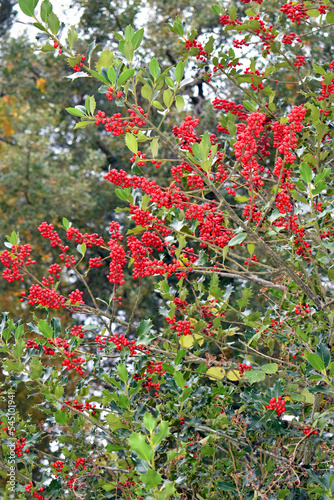 Fruits of the Holly  Ilex aquifolium  in the fall