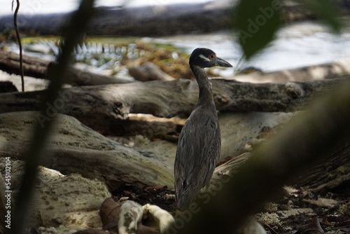 Birds of Costa Rica in Tortuguero photo