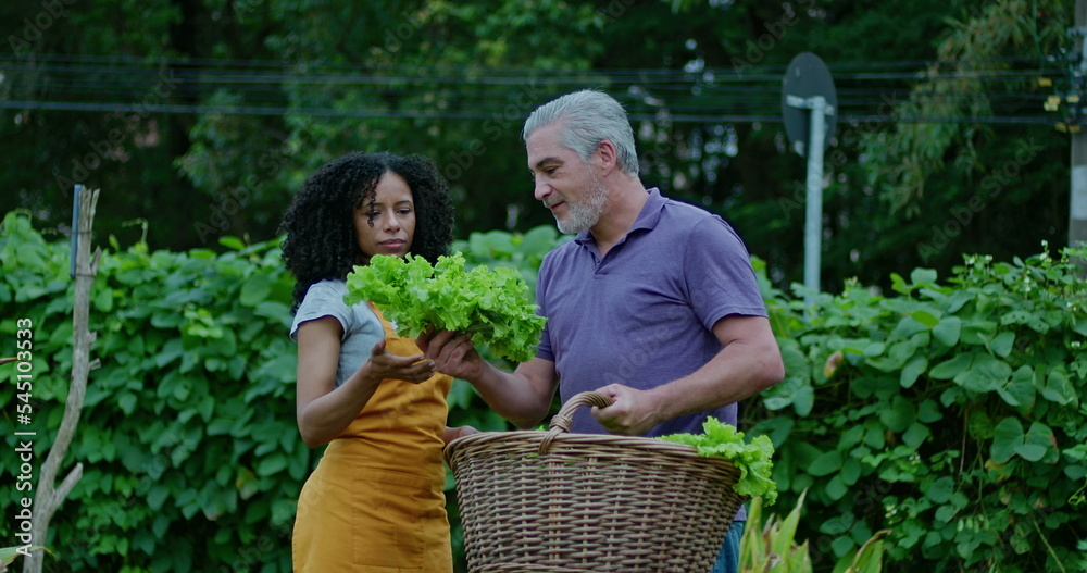 custom made wallpaper toronto digitalTwo diverse community farmers smelling organic lettuces outside. A black woman and a middle aged man talking about food cultivation