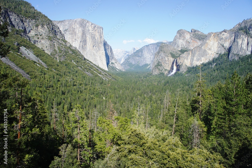 Forest with pine, fir, cedar, sequoia trees and mountains in national park Yosemite. 