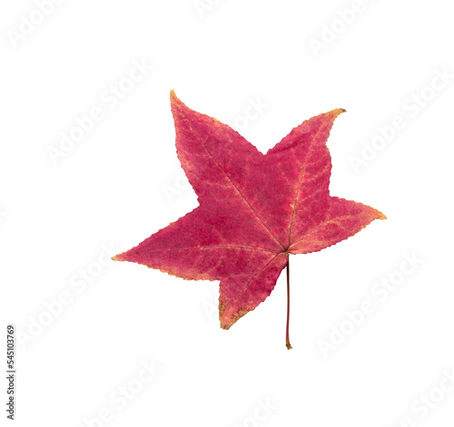 Autumn maple leaf bright on white background.