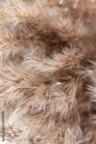 Phragmites pampas grass macro background.