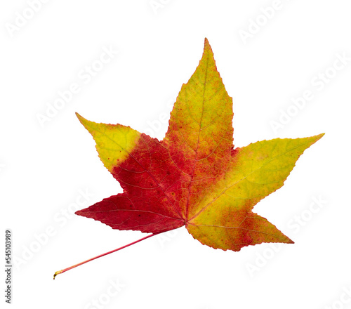 Autumn maple leaf bright on white background.