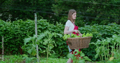 Young woman carrying basket with organic lettuces at community urban garden. Person picking food city farm. Female farmer walking outdoors with traffic bus passing by in background © Marco