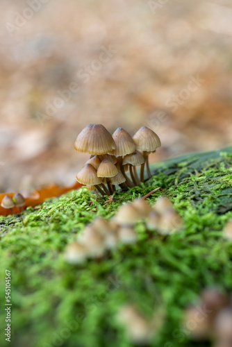 Mushroom in the forest, magic picture macro photo, seasonal landscape spring in the park.