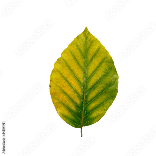 Autumn maple leaf bright on white background.