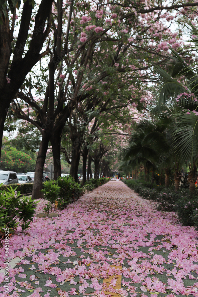 Fallen pink tecona flowers on the walkway. Vertical view.