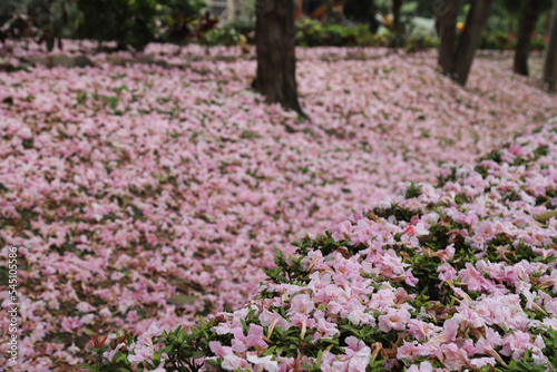 Fallen pink tecona flowers on the ground.