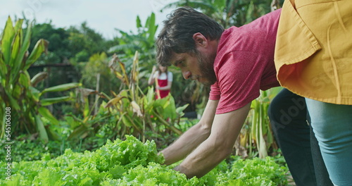 One young male farmer plucking organic lettuce. Man urban farmer picks food from local farm