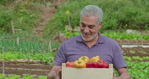 Portrait of a middle aged man holding basket of vegetables standing outside in small farm in background. An older male entrepreneur showing agriculture cultivation of red and yellow peppers