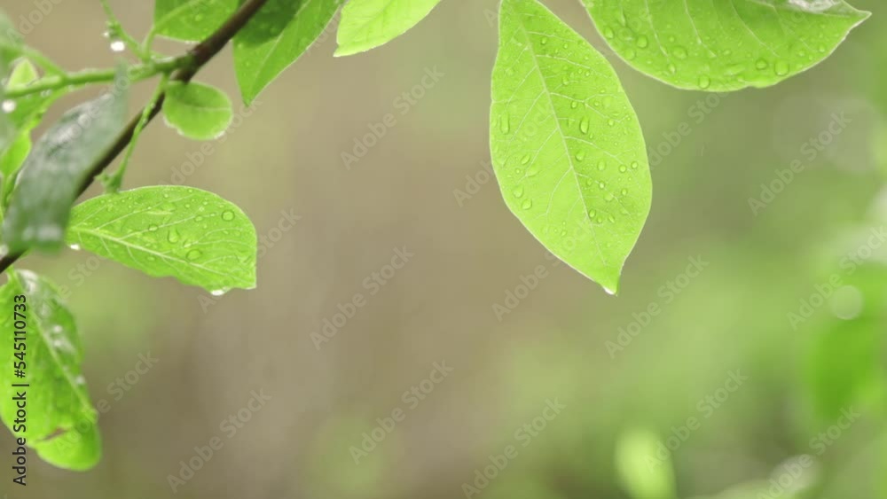 Green spring Leaves Under Rain Green spring Leaves Under Rain