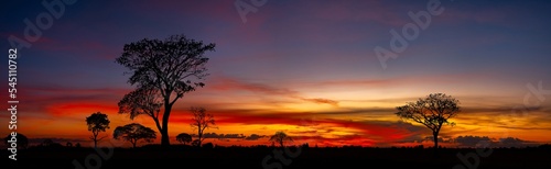 Panorama silhouette tree in africa with sunset.Tree silhouetted against a setting sun.Dark tree on open field dramatic sunrise.Typical african sunset with minimal acacia trees in Masai Mara, Kenya.