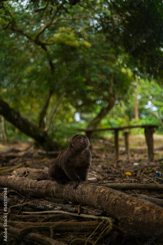 Monkey in Ecuador