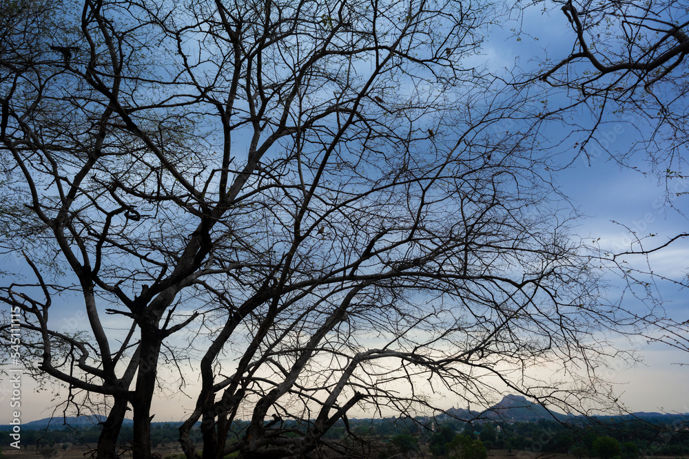 Silhouette of tree branches for background Silhouette of tree branches for background