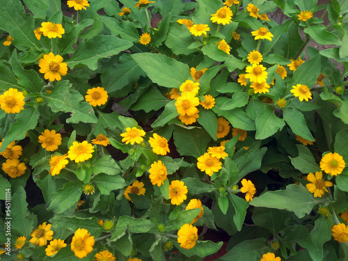 Butter Daisy, Melampodium divaricatum with bright green foliage. Yellow Flowers with green leaves. 