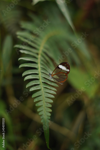 Butterfly in Amazon forest