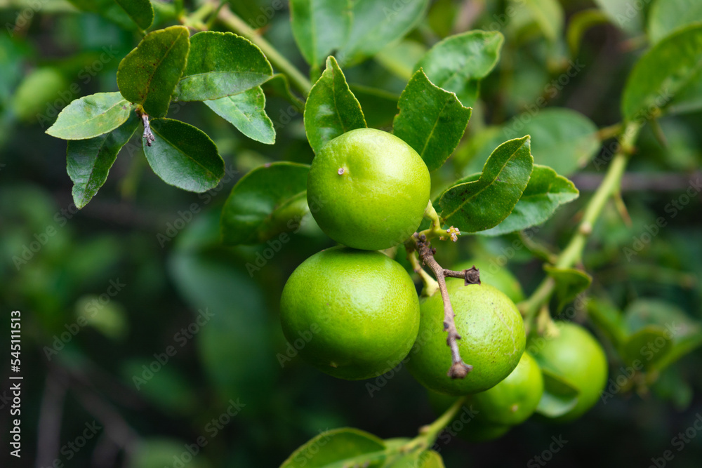 Fresh green lemon limes on tree in organic garden