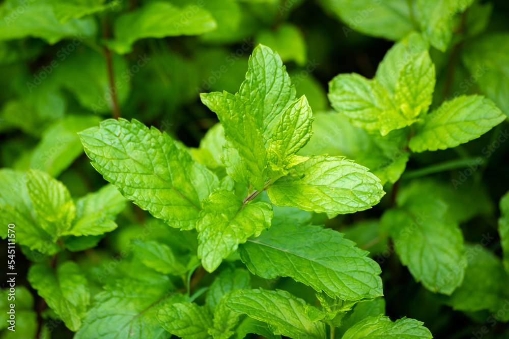 Fresh mint leaves from a mint field Fresh mint leaves from a mint field