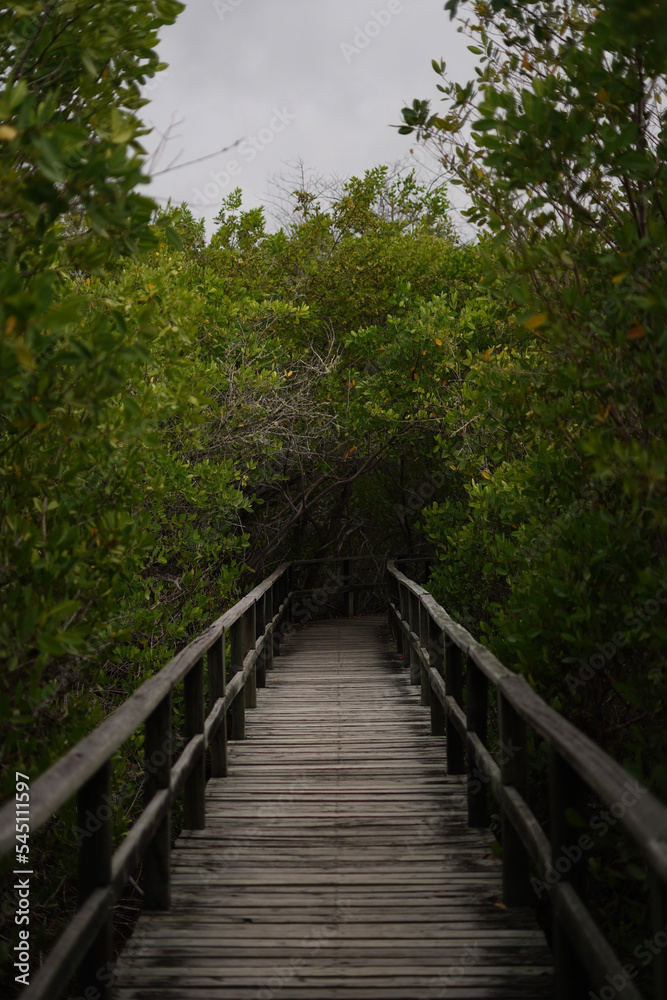 Wooden plank in Galapagos Wooden plank in Galapagos