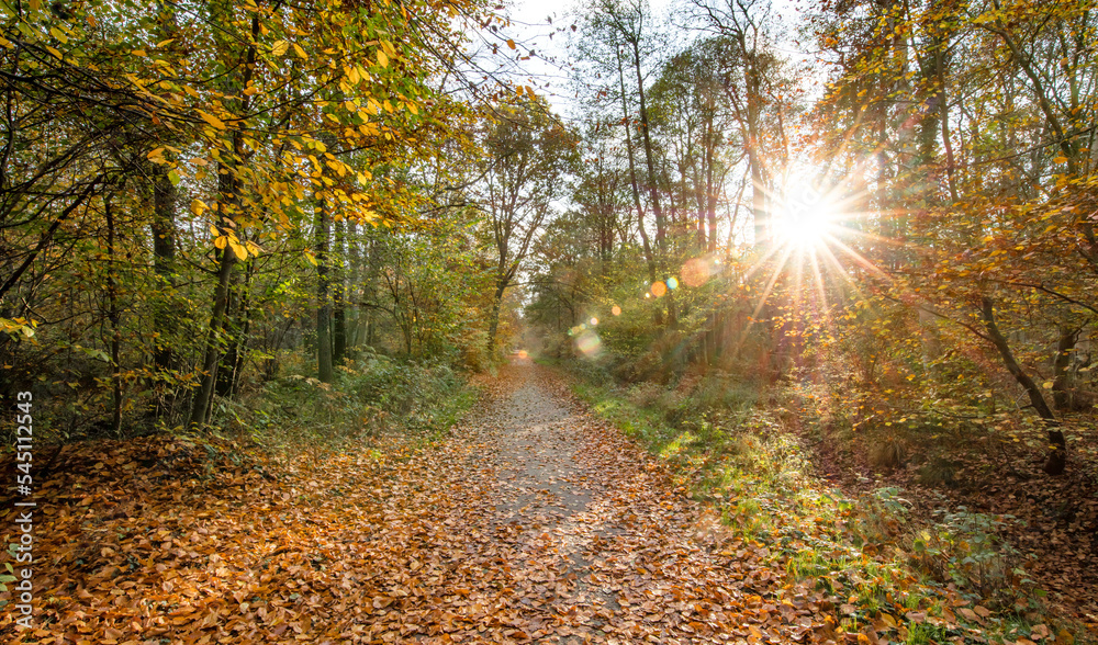 Obraz premium herbst