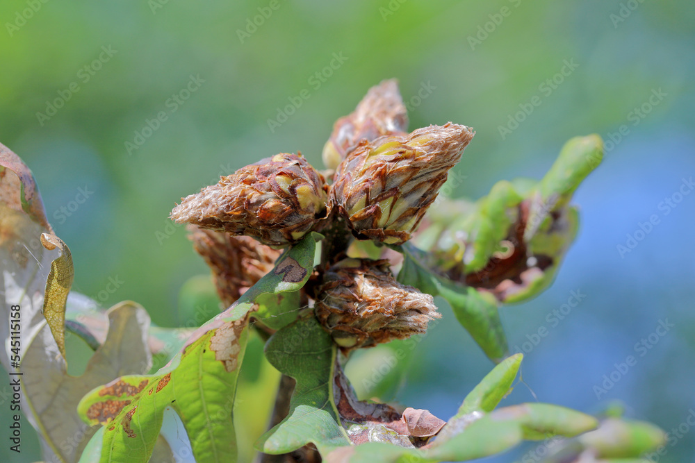 Oak Artichoke Gall Caused By The Gall Wasp Andricus fecundator Oak Artichoke Gall Caused By The Gall Wasp Andricus fecundator