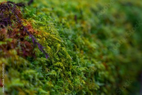 Close-up of fresh green moss growing covered on stone floor and Wood. selective focus background in forests 