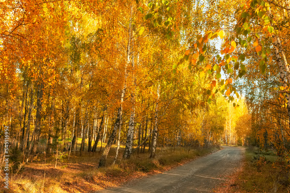 Obraz premium autumn forest with fallen leaves on the path.Yellow birch grove and dirt road on a sunny day. 