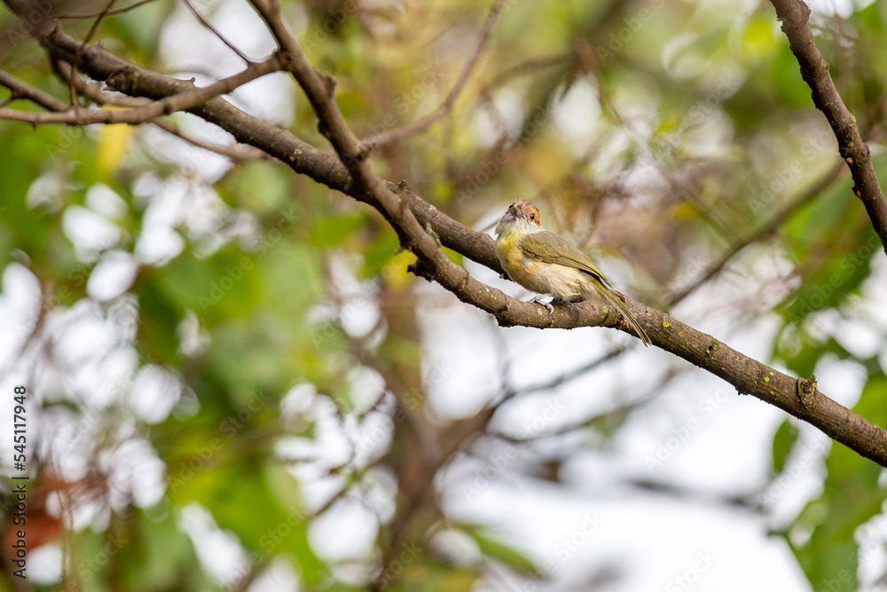 Typical tropic bird known as Typical tropic bird known as