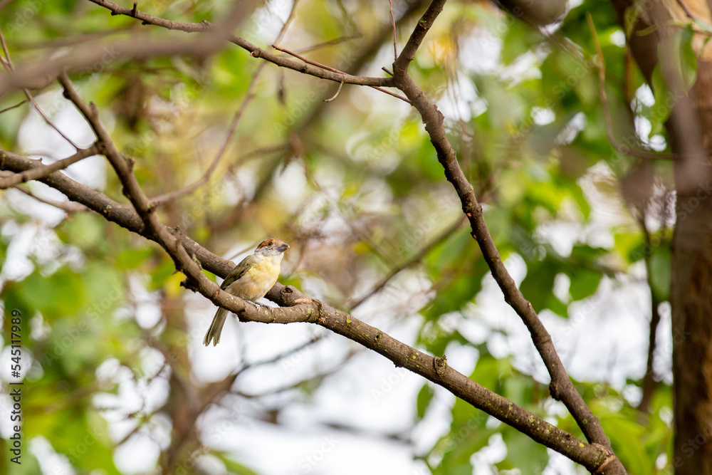 Typical tropic bird known as 
