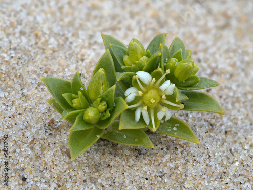 Sea Sandwort, Honkenya peploides, growing on a sandy beach
