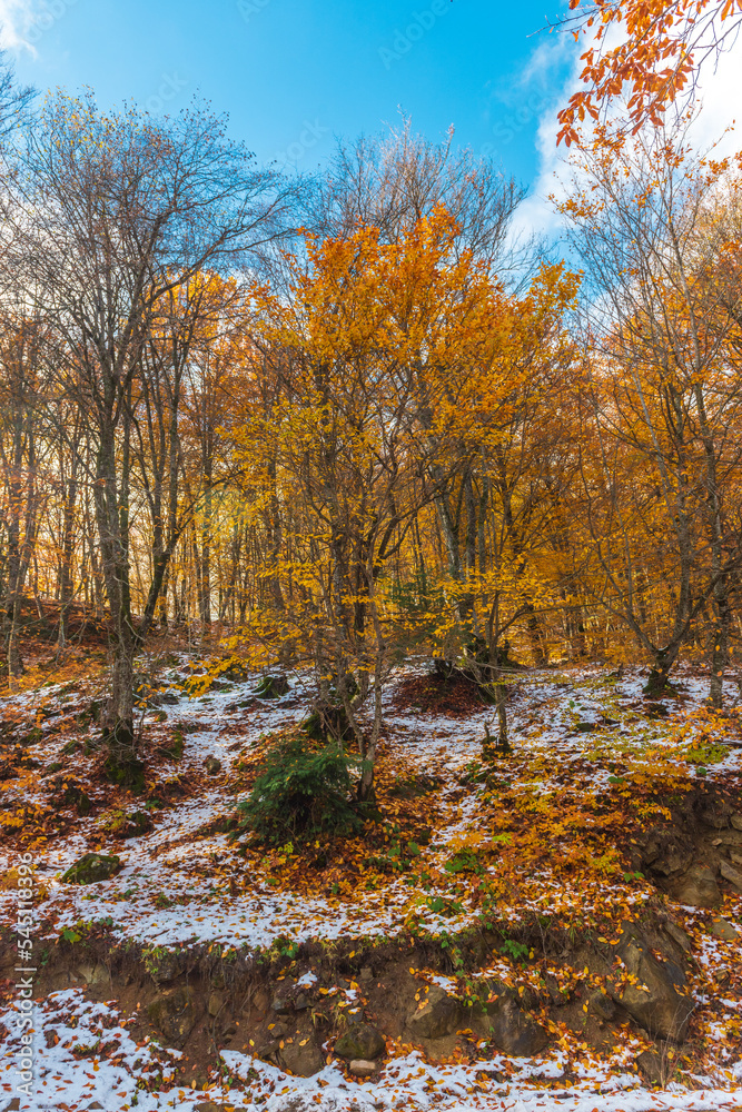 Yellow autumn trees in the snow Yellow autumn trees in the snow
