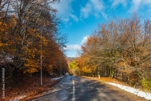 Asphalt road in yellow autumn forest