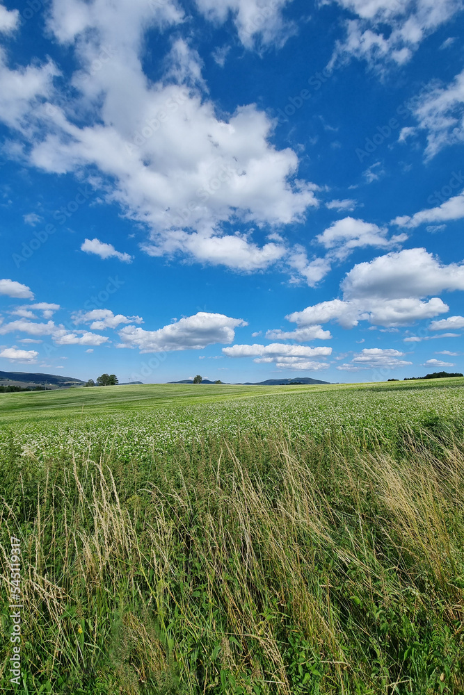 Beautiful rural green fields with blue skies and white clouds.