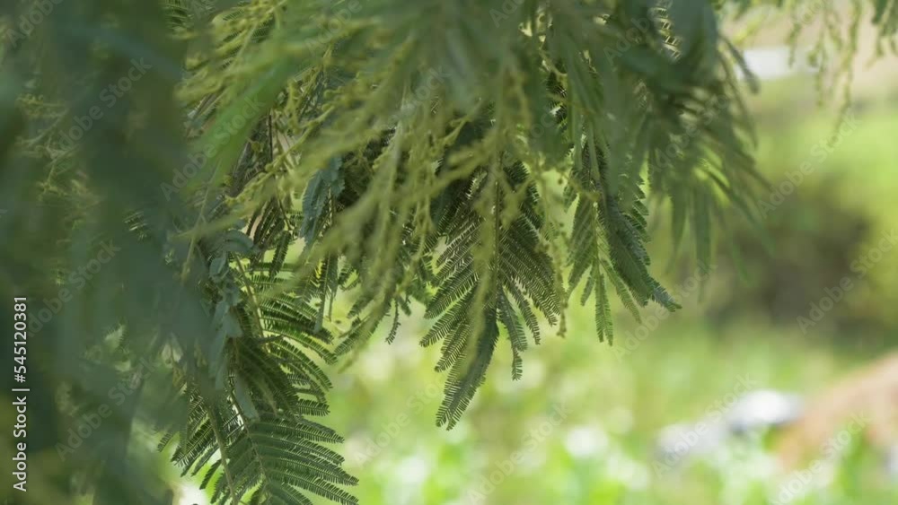 Hanging Green Leaves Of Acacia Tree Gently Swaying In Wind. Locked Off, Close Up View Hanging Green Leaves Of Acacia Tree Gently Swaying In Wind. Locked Off, Close Up View