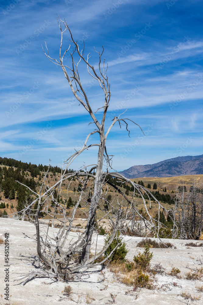 Dead tree. Mammoth hot springs at Yellowstone national park. USA.