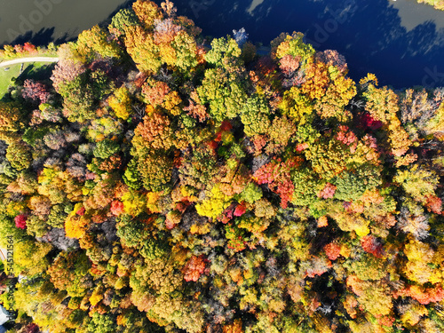 Aerial View of some Lakeside Trees in Fall Colors photo