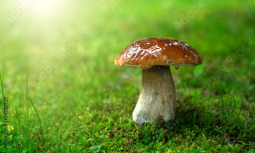 A large white mushroom in the green grass in the forest. An edible mushroom in the moss. Raindrops on a red mushroom cap.