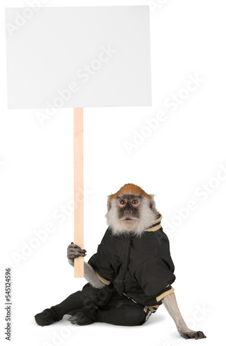 Monkey Wearing Jacket And Holding Blank Sign - Isolated