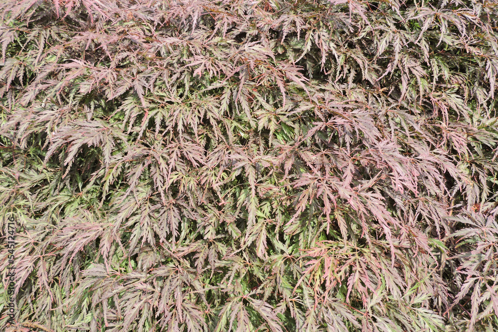 Red and green leaves of a Janapese maple in close-up Red and green leaves of a Janapese maple in close-up