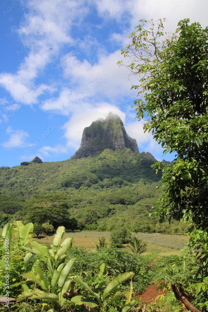 Fototapeta premium pain de sucre