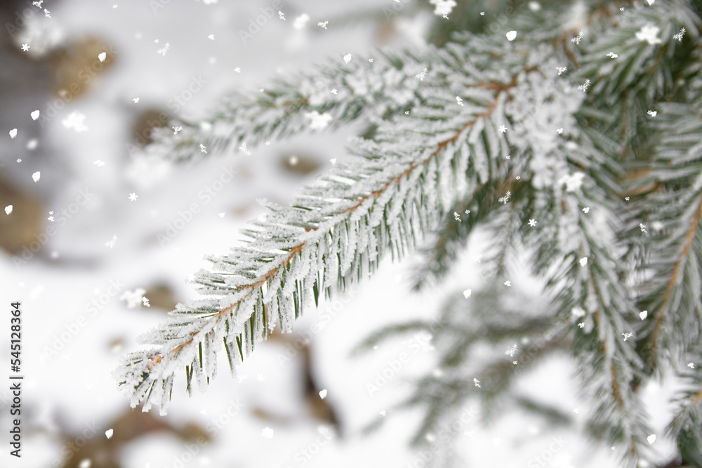 Fir branch in snow isolated on the white background.Christmas and New Year holiday background. 