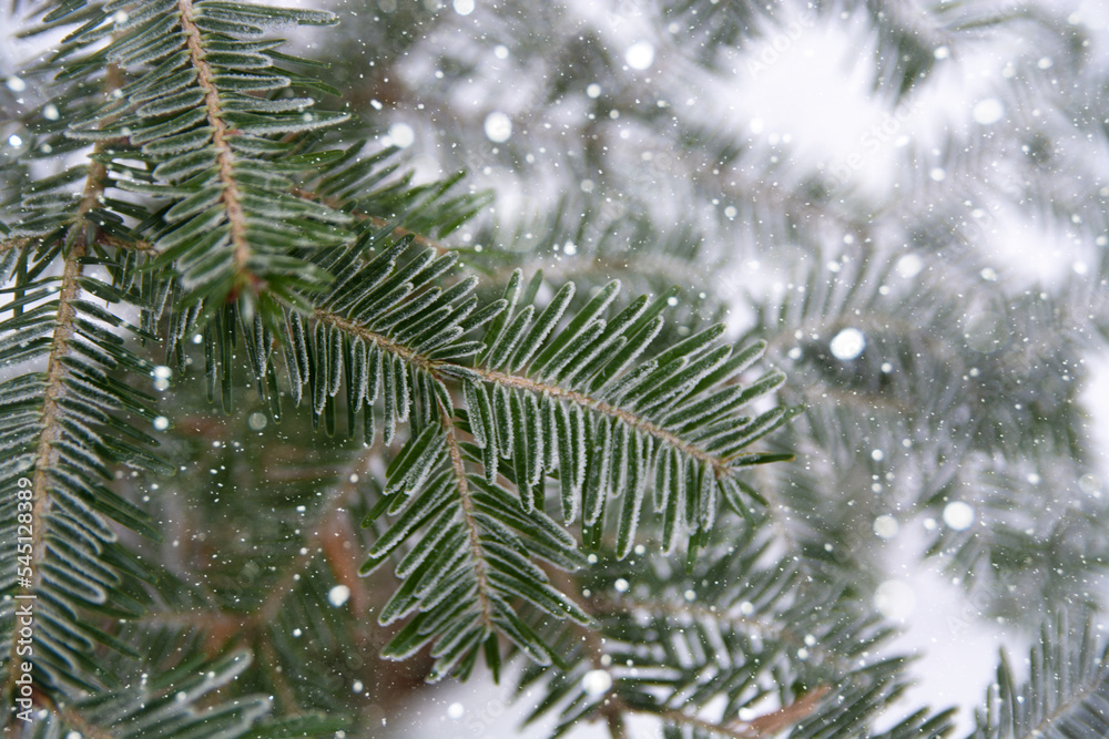 Branch of spruce (Picea pungens) covered hoarfrost and in snow in fir-tree winter forest