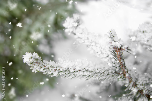 Fir branch in snow isolated on the white background.Christmas and New Year holiday background. 