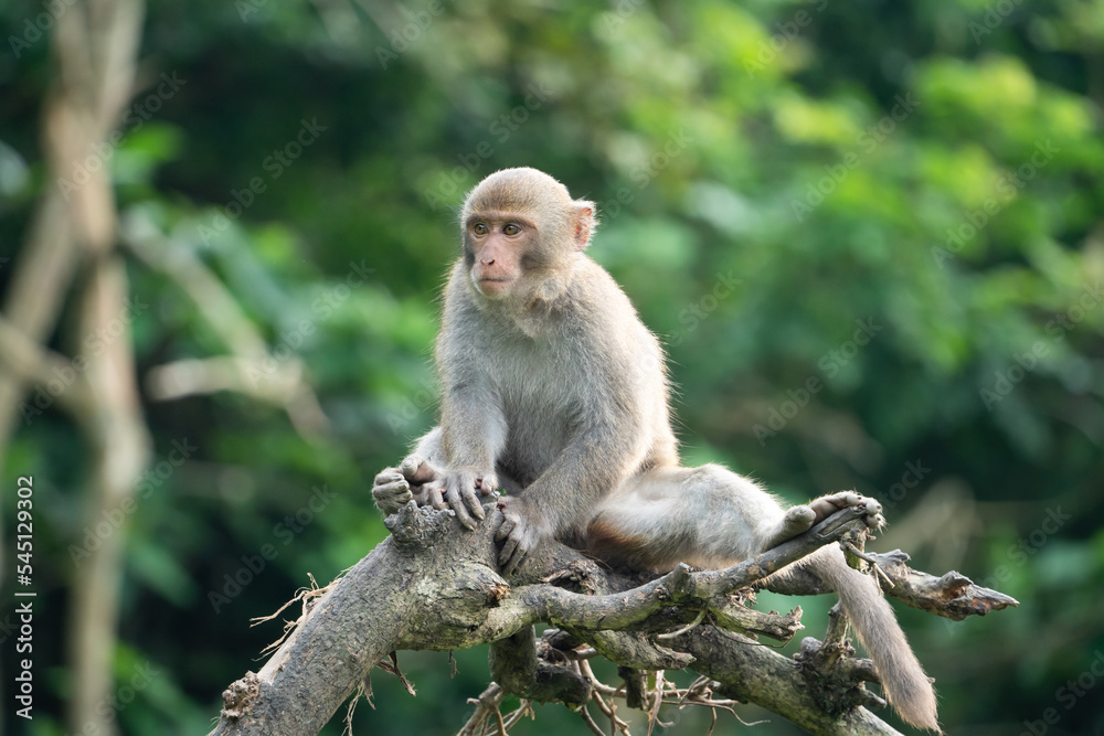 Formosan macaque, Formosan rock monkey also named Taiwanese macaque in the wild.