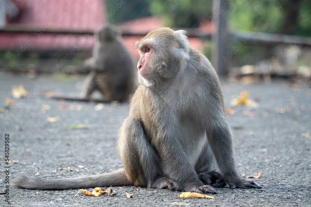 Naklejka premium Formosan macaque, Formosan rock monkey also named Taiwanese macaque in the wild.